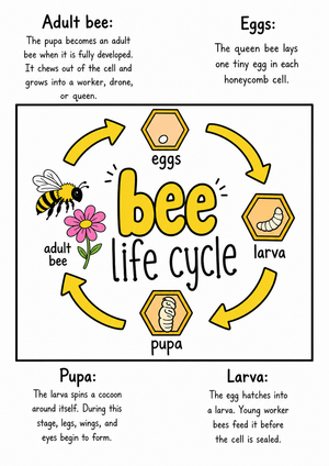 Grade 3 Bee Life Cycle — Printable No-Prep Guide