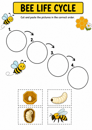 Bee Life Cycle Worksheet | Essential Grade 1 Science