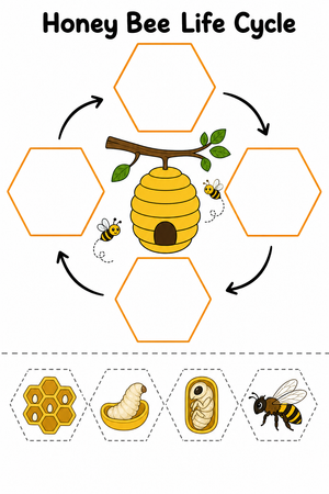Grade 3 Bee Life Cycle — Printable No-Prep Worksheet