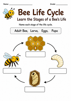 Bee Life Cycle Worksheet | Grade 3 Printable