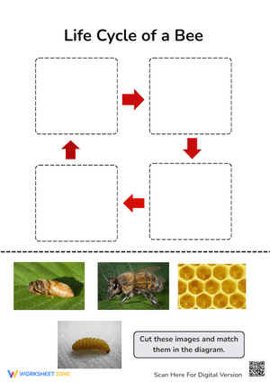 Sequence the Bird Life Cycle Worksheet