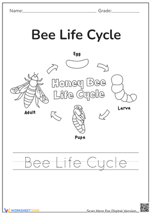  Bee Life Cycle Tracing