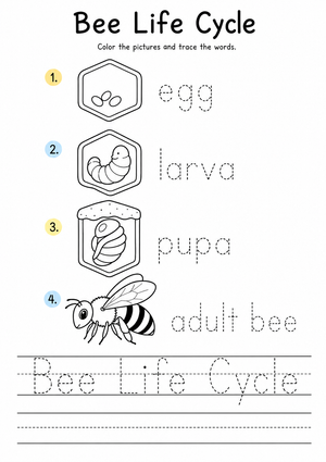 Printable Bee Life Cycle Tracing Worksheet | Grade 1