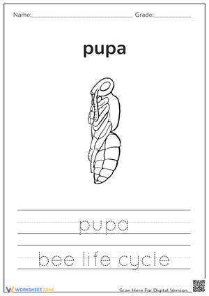 Tracing Bee Life Cycle: Pupa Stage