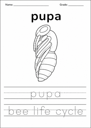 Printable Bee Life Cycle Pupa Worksheet | Grade K-1