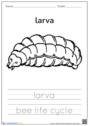 Bee Larva Tracing Worksheet