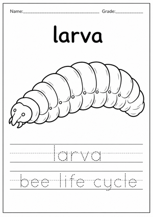 Grade 1 Bee Larva Tracing — Printable No-Prep Worksheet