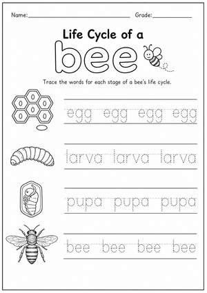 Grade 1 Bee Life Cycle — Printable No-Prep Worksheet