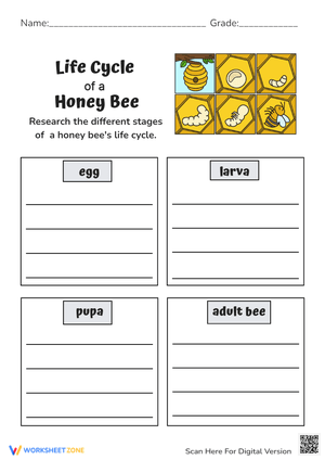 Honey Bee Life Cycle Worksheet - Science & Writing Activity