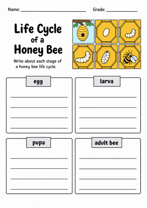 Honey Bee Life Cycle Worksheet | Essential Grade 3-5 Science