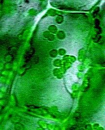 Cell Structures Quiz: Compare and Contrast