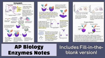 Biology Enzyme Worksheet