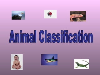 Learn About Bullfrogs: Comprehension and Facts