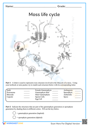 Moss life cycle worksheet