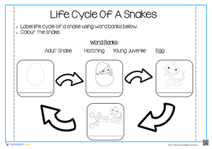 Life cycle of snakes
