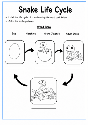 Grade 3 Snake Life Cycle — Printable No-Prep Worksheet