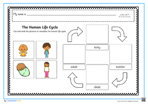 Human Life Cycle Cut & Paste - K-1 Science Worksheet