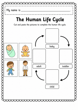 Grade 1 Human Life Cycle — Printable No-Prep Worksheet