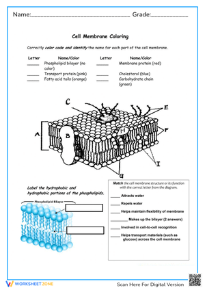 Cell Membrane Coloring