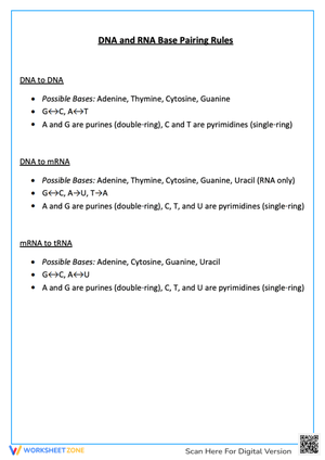 DNA and RNA Base Pairing Rules