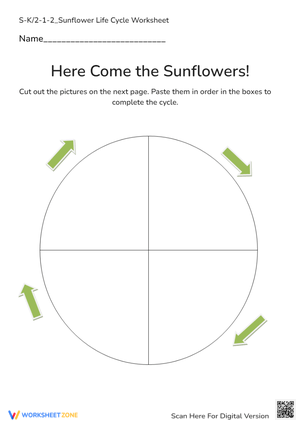Understanding the Sunflower Life Cycle