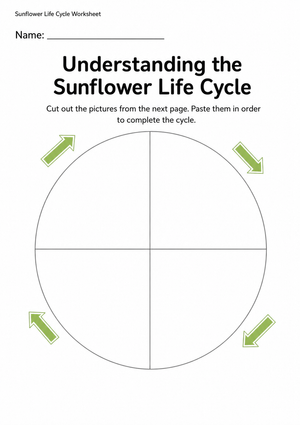 Printable Sunflower Life Cycle Worksheet | Grade K Science