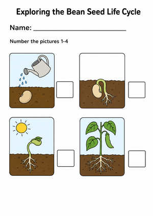 Exploring the Bean Seed Life Cycle
