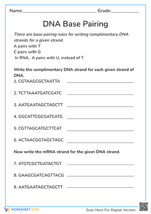 DNA Base Pairing & mRNA Transcription Worksheet - Biology Basics
