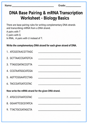 Grades 9-12 DNA Base Pairing — Printable No-Prep Worksheet