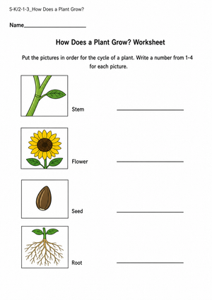 How Does a Plant Grow? Worksheet