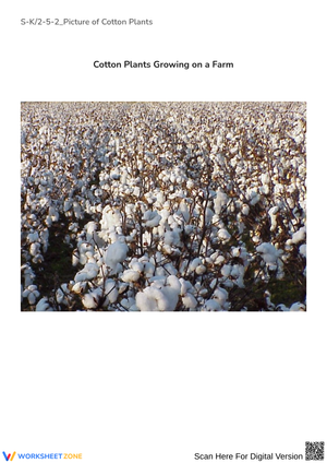 S-K2-5-2_Picture of Cotton Plants