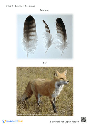 S-K2-9-1_Animal Coverings