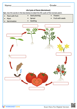 Tomato Plant Life Cycle Worksheet - Label the Stages!