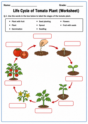 Tomato Plant Life Cycle Worksheet - Label the Stages!