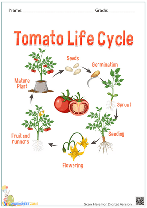 Tomato Life Cycle Worksheet - Plant Growth Stages Diagram