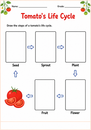 Printable Tomato Life Cycle Worksheet | Grade 1 Science