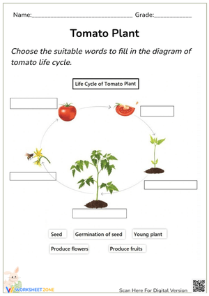 Tomato Life Cycle Diagram - Plant Science Worksheet for Kids