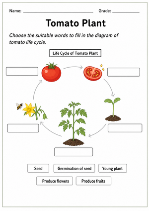 Grade 3 Tomato Life Cycle — Printable No-Prep Worksheet