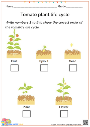 Tomato Life Cycle Worksheet - Sequencing Activity for K-2
