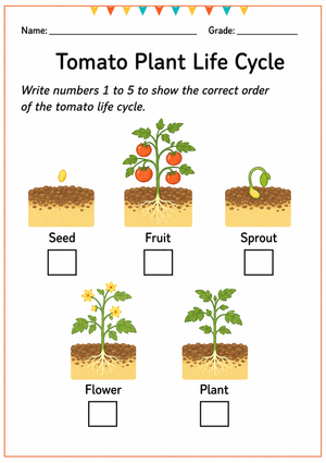 Tomato Life Cycle Worksheet - Sequencing Activity for K-2