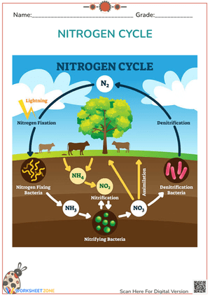 Understand the Nitrogen Cycle with This Worksheet