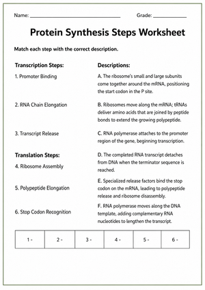 Protein Synthesis Printable Worksheet | Grade 9-10