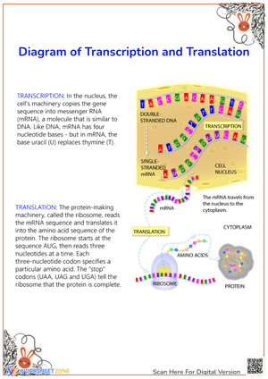 Diagram of Transcription and Translation