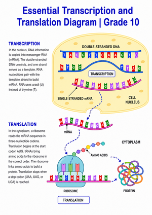 Essential Transcription and Translation Diagram | Grade 10