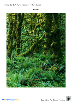 Forest Plants Picture Card - Natural Resource for K-2 Kids