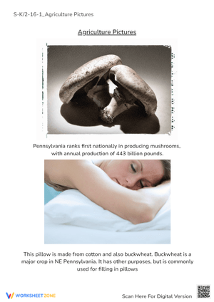 Pennsylvania Agriculture: Mushrooms & Buckwheat - Picture Study