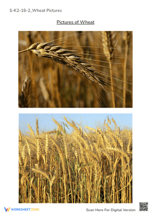 Wheat Pictures for Kids: Learn About Farms & Food Crops!