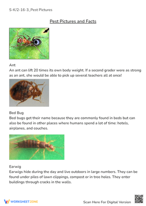 Pest Pictures & Facts: Ant, Bed Bug, Earwig - K-2 Science Fun!