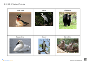 Wetland Animals Matching Worksheet - K-2 Science Fun!