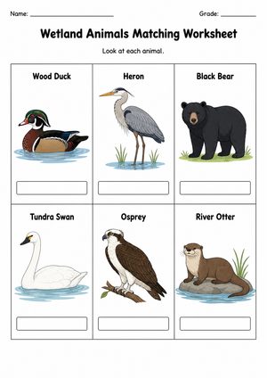 Wetland Animals Matching Worksheet | Grade 2 Essential